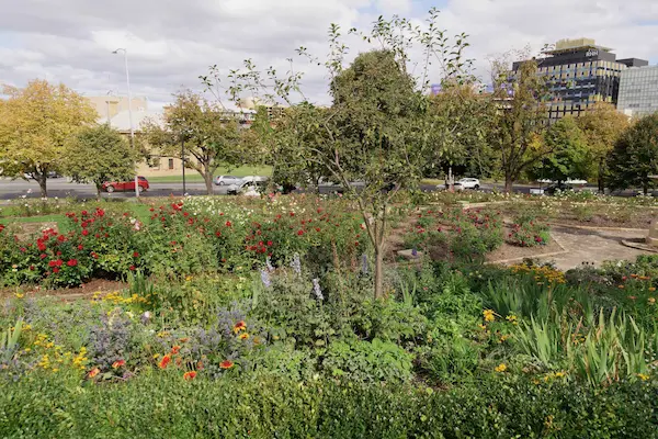 University Rose Gardens (20)